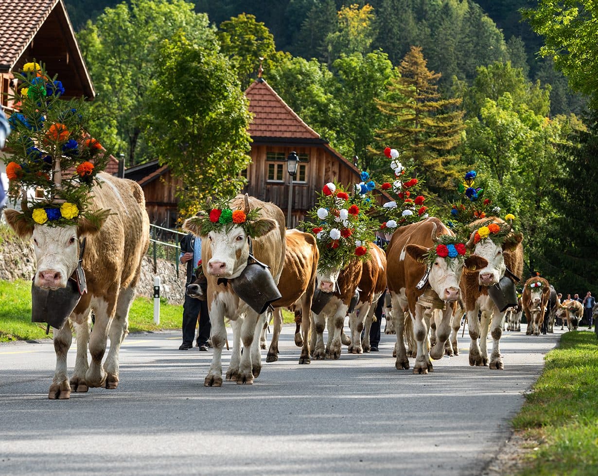 Poyâ — désalpe gruérienne